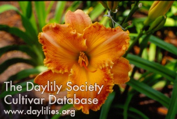 Daylily Tropical Seashell